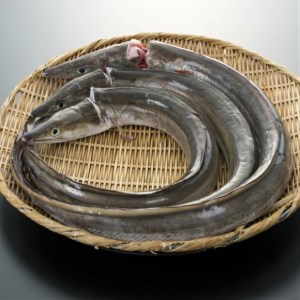 【特別セット】ハモしゃぶセットB（2～3人前）