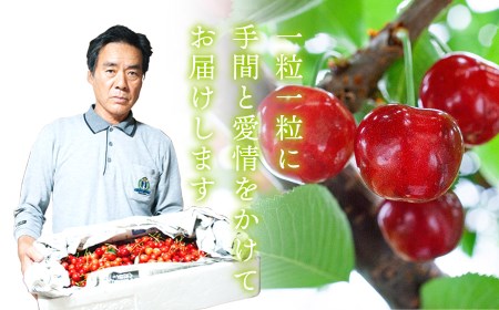 【令和8年産先行予約】さくらんぼ 佐藤錦 バラ 1kg（500g×2）鶴岡市櫛引産 桜桃の鈴木・鶴岡地区物産協同組合 K-867