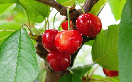 【令和8年産先行予約】さくらんぼ 佐藤錦 バラ 1kg（500g×2）鶴岡市櫛引産 桜桃の鈴木・鶴岡地区物産協同組合 K-867