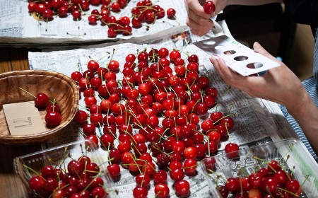 【令和8年産先行予約】さくらんぼ 佐藤錦 バラ 1kg（500g×2）鶴岡市櫛引産 桜桃の鈴木・鶴岡地区物産協同組合 K-867