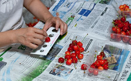 【令和8年産先行予約】さくらんぼ 佐藤錦 バラ 1kg（500g×2）鶴岡市櫛引産 桜桃の鈴木・鶴岡地区物産協同組合 K-867