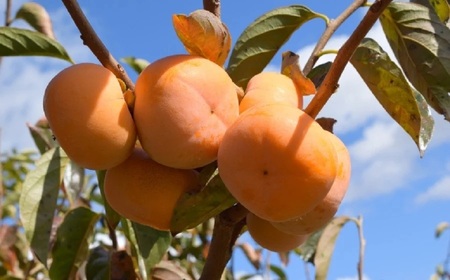 【令和8年産 先行予約】厳選 庄内柿　L 又は 2Lサイズ　約5kg（24～26個）　株式会社 元青果