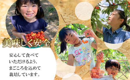 【令和8年産先行予約】紅秀峰 バラ詰め Lサイズ 1kg　もぎたて「初夏の味覚」さくらんぼ　丸忠農園