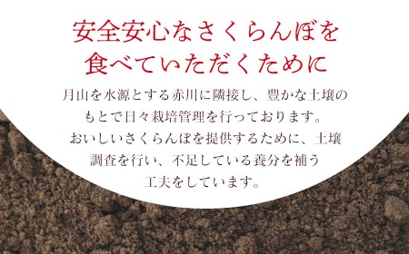 【令和7年産先行予約】さくらんぼ 佐藤錦 バラ詰め M～Lサイズ混合 500g 庄内さくらんぼ園