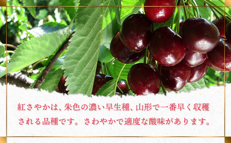 【令和7年産先行予約】さくらんぼ 紅さやか M～Lサイズ混合 バラ詰め 800g (200g×4p) 庄内さくらんぼ園