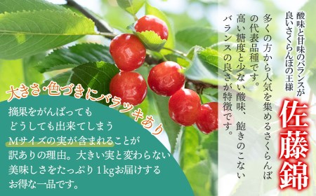 【令和8年産先行予約】【訳あり】さくらんぼ 佐藤錦 Mサイズ バラ詰め 1kg（500g×2P） 鶴岡市産 大膳農園