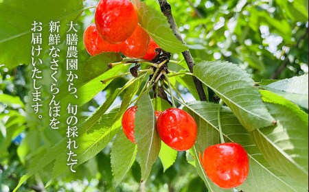 【令和8年産先行予約】【訳あり】さくらんぼ 佐藤錦 Mサイズ バラ詰め 1kg（500g×2P） 鶴岡市産 大膳農園