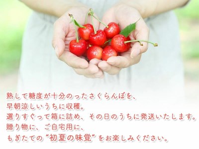 【令和8年産先行予約】 さくらんぼ 紅秀峰 LLサイズ バラ詰め 1kg 山形県鶴岡産 鈴木さくらんぼ園