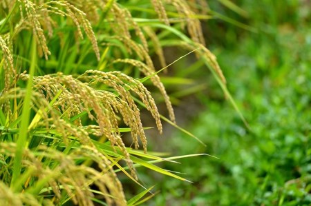 【令和5年産 】おやじの米 JAS有機栽培米 コシヒカリ・つや姫 食べ比べセット 白米2㎏×2品種　鈴木農産企画
