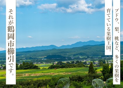 【令和7年産先行予約】鶴岡市産 シャインマスカット 約2kg（2～4房） 　齋藤農園（齋藤 英喜）