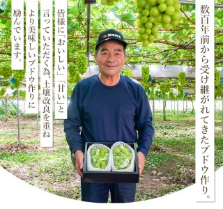 【令和7年産先行予約】鶴岡市産 シャインマスカット 約2kg（2～4房） 　齋藤農園（齋藤 英喜）