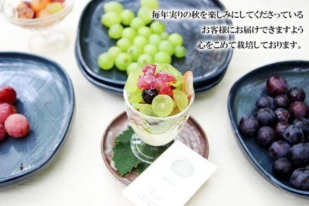 【令和8年産先行予約】贈答用に　大粒選りすぐり　最高級ぶどう ギフトボックス【小】18粒入 高級3品種 詰合せ（手詰め）　カラフルぶどう園 