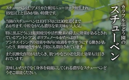 【令和8年産先行予約】鶴岡市産 スチューベン 約2kg（6房～7房） 中粒ぶどう　カラフルぶどう園