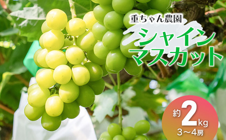 【令和8年産先行予約】 大人気 シャインマスカット 約2kg（3～4房） 山形県鶴岡産 重ちゃん農園