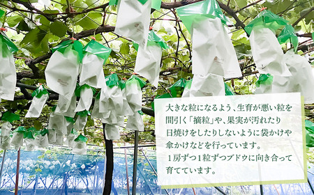 【令和8年産先行予約】 大人気 シャインマスカット 約2kg（3～4房） 山形県鶴岡産 重ちゃん農園