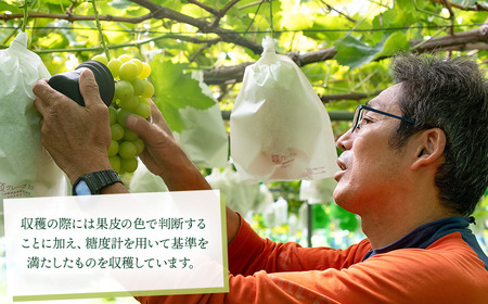 【令和8年産先行予約】 大人気 シャインマスカット 約2kg（3～4房） 山形県鶴岡産 重ちゃん農園