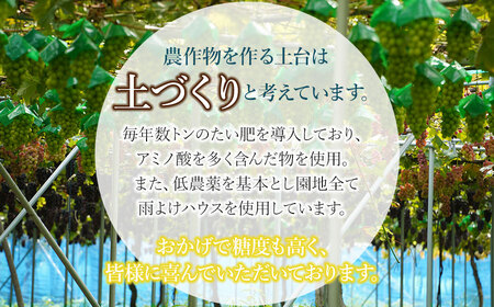 【令和7年産先行予約】シャインマスカット 約2kg (3~4房) 山形県鶴岡市産 ヤマショウ