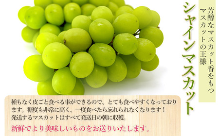 【令和8年産先行予約】 シャインマスカット 約2kg 箱 (3～4房)　山形県鶴岡市 渡部農園