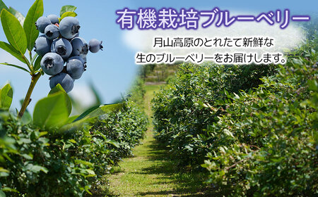 【令和7年産先行予約】月山高原のオーガニックブルーベリー(大粒・800g)　K-751