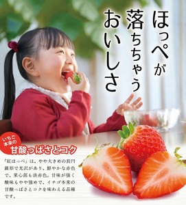 SA2537　庄内砂丘いちご 「紅ほっぺ」　約270g×4パック　農家直送