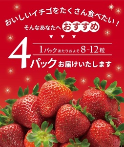 SA2537　庄内砂丘いちご 「紅ほっぺ」　約270g×4パック　農家直送