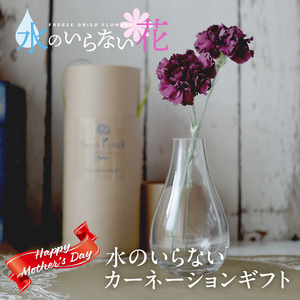 SL0246　【母の日2025】 フリーズドライフラワー 「水のいらないカーネーションギフト ニコニコ」