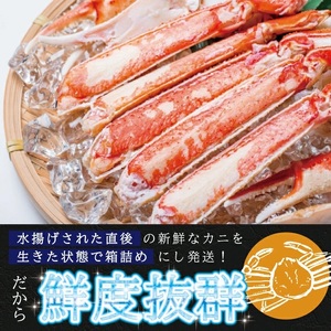 SB0764　【訳あり】生・本ズワイガニ 2匹(計650g程度)