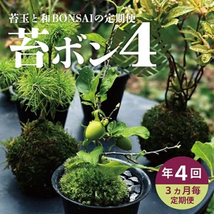 SL0239　【4回定期便】苔玉と和BONSAIの定期便「苔ボン4」