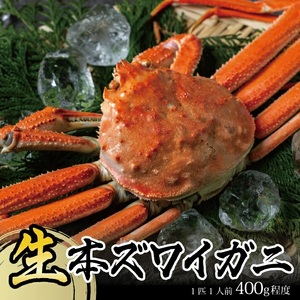 SB0768　春の生・本ズワイガニ　1匹(400g程度)