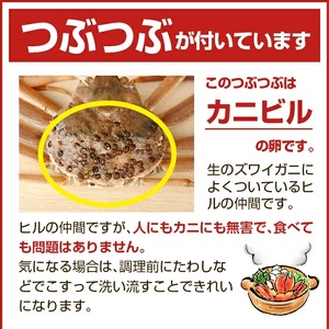 SB0765　【訳あり】春の生・本ズワイガニ 2匹(計650g程度)