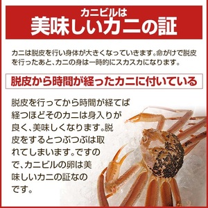 SB0765　【訳あり】春の生・本ズワイガニ 2匹(計650g程度)