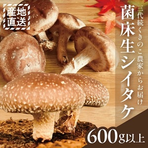 SA2629　サイトウ農園の菌床生シイタケ　計600g以上(150g以上×4袋)
