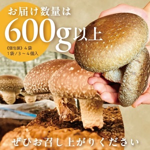 SA2629　サイトウ農園の菌床生シイタケ　計600g以上(150g以上×4袋)