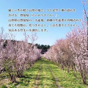 SL0266　新年に飾る山形の桜 「福初2026」 酒田市の高橋さんの啓翁桜 70cm