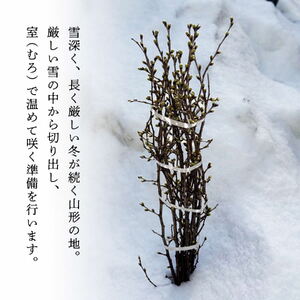 SL0266　新年に飾る山形の桜 「福初2026」 酒田市の高橋さんの啓翁桜 70cm