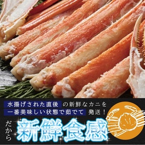 SD0235 春のボイル・本ズワイガニ 1匹400g程度