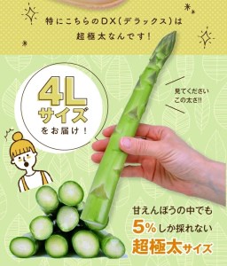 SC0566　グリーンアスパラガス　砂丘育ちの甘えんぼう DX(デラックス)4Lサイズ　1kg