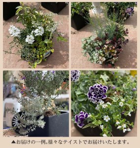 Sl0094 12回定期便 植物と花を育てるキットの定期便 植物の寄せ植えキット スクエア12 山形県酒田市 ふるさと納税サイト ふるなび