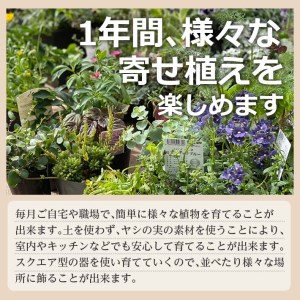 Sl0094 12回定期便 植物と花を育てるキットの定期便 植物の寄せ植えキット スクエア12 山形県酒田市 ふるさと納税サイト ふるなび