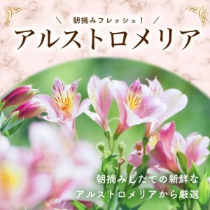 SB0284　アルストロメリアの花束　計30本(白色、ピンク色、赤色/各10本)