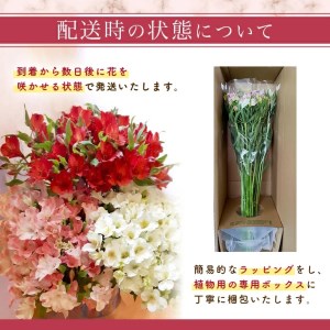 SB0284　アルストロメリアの花束　計30本(白色、ピンク色、赤色/各10本)