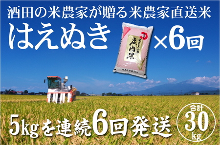 SF0080 【6回定期便】令和4年産 はえぬき 5kg×6回(計30kg)「中平田ミニファーム」 SI
