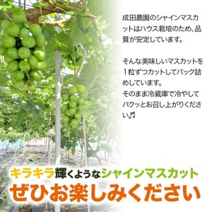 SA2544　シャインマスカット　約900g(150g×6パック)