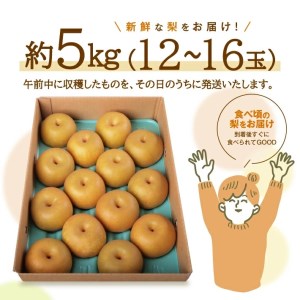 SB0483　酒田産【特選】幸水梨　約5kg(12～16玉入)