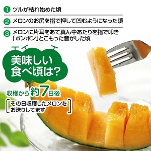 SA2963　庄内砂丘メロン アンデスメロン(赤肉) 大玉2玉　計3.6kg以上　つる付き