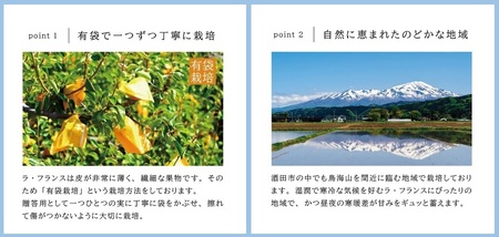 SA2937 有袋栽培 ラ・フランス 約3kg(7~10玉入) 化粧箱入