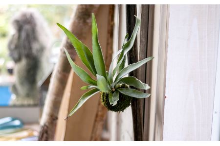 Sl0012 年6回 隔月で植物をお届けします 植物と過ごす１年間 インドアグリーンライフ 山形県酒田市 ふるさと納税サイト ふるなび