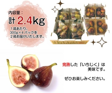 SA2125　ハウス栽培 いちじく　約2.4kg(300g×4パック入 2箱)