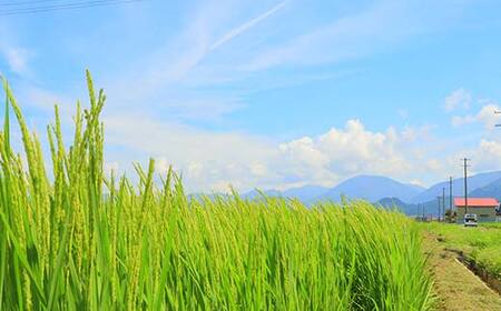 令和7年産 黒澤のはえぬき 5kg 米 お米 おこめ 山形県 新庄市 F3S-2434