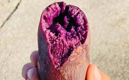 ＜2026年秋収穫分 先行予約＞ 栽培期間中、農薬・化学肥料不使用 もちもち甘～い『ふくむらさき』1kg（3～5本） さつまいも サツマイモ F3S-2616